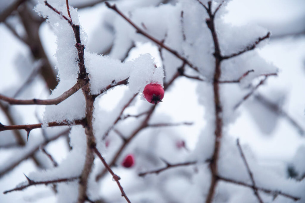 Kırmızı böğürtlenli donmuş ağaç dalları, yatay kış kompozisyonu, yakın çekim, kar yağışı, donmuş doğa, kopyalanmış kış zamanı arkaplanı - Fotoğraf, Görsel
