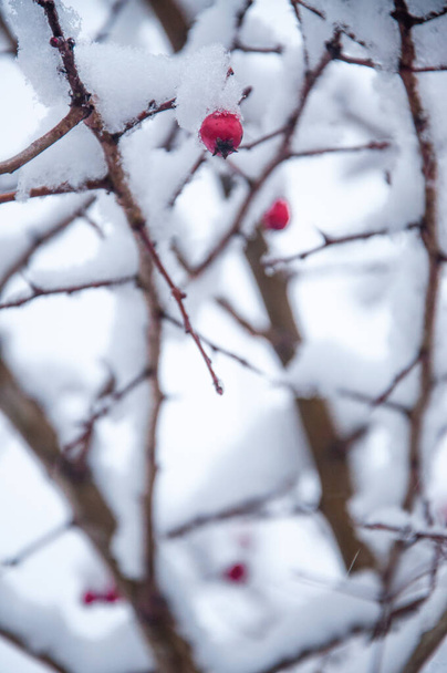 Bevroren boomtakken met rode bessen, verticale wintersamenstelling, sneeuwval, bevroren natuur, wintertijd achtergrond met kopieerruimte - Foto, afbeelding