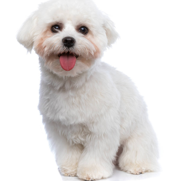 dulce perro bichon sacando la lengua y sintiéndose feliz contra el fondo blanco - Foto, imagen