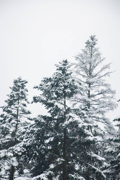 Κορυφή ελάτης καλυμμένη με χιόνι, κάθετη χειμερινή σύνθεση, φόντο δάσους, παγωμένη φύση, χειμερινό φόντο με αντιγραφικό χώρο - Φωτογραφία, εικόνα