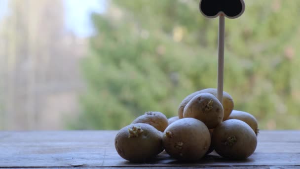 Tubérculos de batata brotados em uma mesa de madeira. Preparação para o plantio de verduras na primavera. - Filmagem, Vídeo