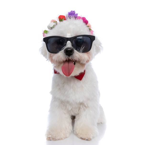 прелестная бишонная собака в солнцезащитных очках, красной бабочке и цветах, торчащая языком на белом фоне - Фото, изображение
