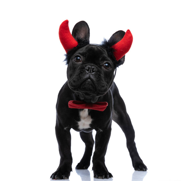 cute little devil french bulldog puppy wearing red bowtie and devil horns headband while standing isolated on white background in studio - Photo, Image