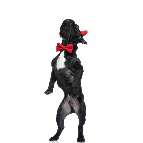 curioso frenchie bebê cão vestindo bowtie vermelho e chifres do diabo headband, olhando para cima de uma maneira ansiosa, pernas traseiras de pé e posando isolado no fundo branco no estúdio - Foto, Imagem
