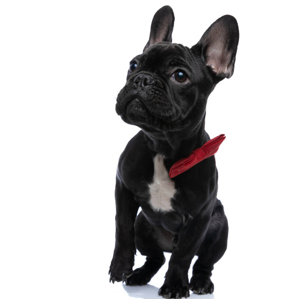 curious french bulldog puppy being on guard, wearing red bowtie and looking up side, standing isolated on white background in studio - Photo, Image