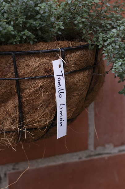 etiqueta de la planta que dice tomillo en español colgando en olla de hierro y textura natural - Foto, Imagen