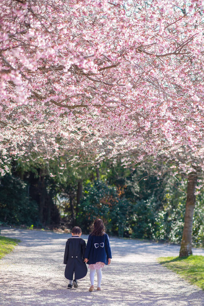 Children walking under cherry trees, hand in hand. One boy in tuxedo and girl coat in spring with cherry flowers in sunny day. Lausanne, Switzerland. Togetherness and family. - Photo, Image
