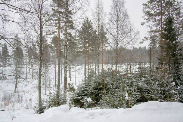 Kış karlı orman. Donmuş çam ağaçları ve buza bulanmış çam ağaçları. - Fotoğraf, Görsel