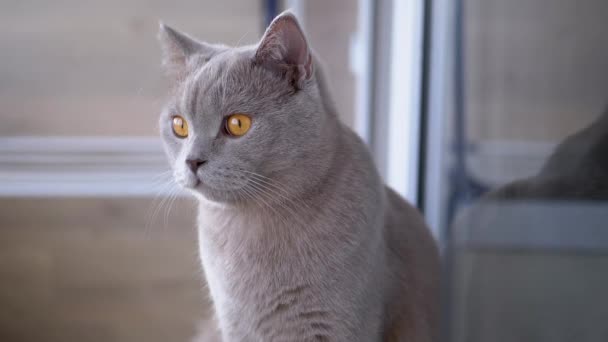 Bellissimo gatto inglese grigio con orecchie dritte è seduto a casa sul pavimento - Filmati, video