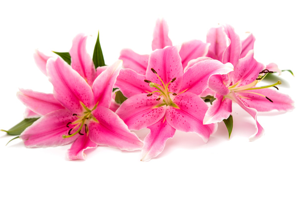 pink lily isolated - Photo, Image