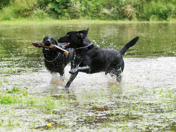 Δύο σκυλιά παίζουν με ένα ραβδί στο νερό. - Φωτογραφία, εικόνα