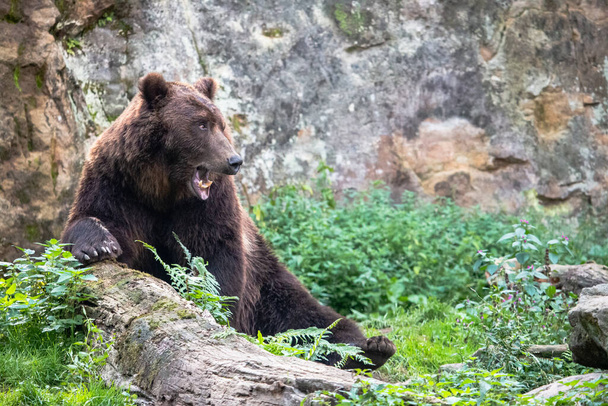 Énorme ours brun à fourrure à bouche ouverte. Ours brun du Kamchatka (Ursus arctos beringianus) assis sur le sol parmi l'herbe verte avec la roche en arrière-plan. - Photo, image
