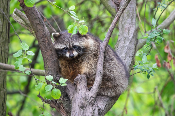 Dikke pluizige wasbeer zittend op de boom. Wilde bonte wasbeer (Procyon lotor) in het zomerwoud. - Foto, afbeelding