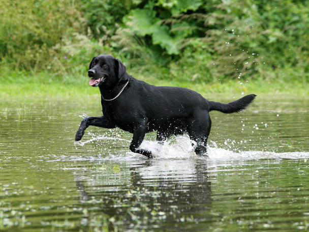 Een zwarte hond speelt met een stok in het water. - Foto, afbeelding