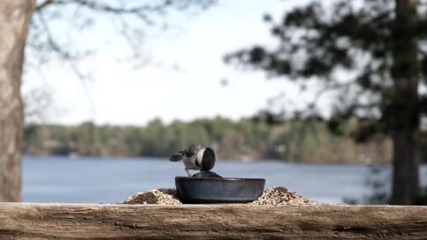 Симпатична маленька пташка їсть желе біля озера
. - Кадри, відео
