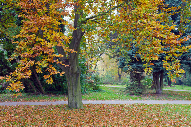 Autumn park - Φωτογραφία, εικόνα