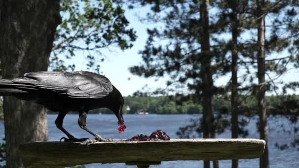 Grande pássaro preto come alguma comida, então voa para longe. - Filmagem, Vídeo