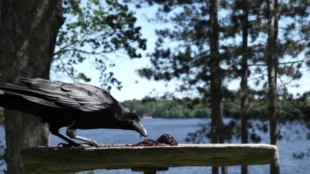 Grande pássaro comendo geléia de uma plataforma à beira do lago. - Filmagem, Vídeo