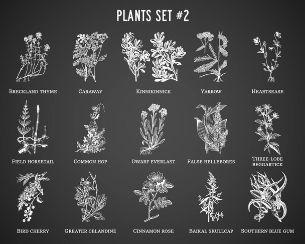 Vektorové ručně kreslené rostliny nastavené na černém pozadí - Vektor, obrázek