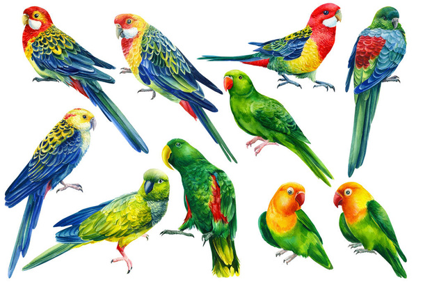 Set Parrots on isolated white background, bright bird watercolor painting, illustration - Fotó, kép