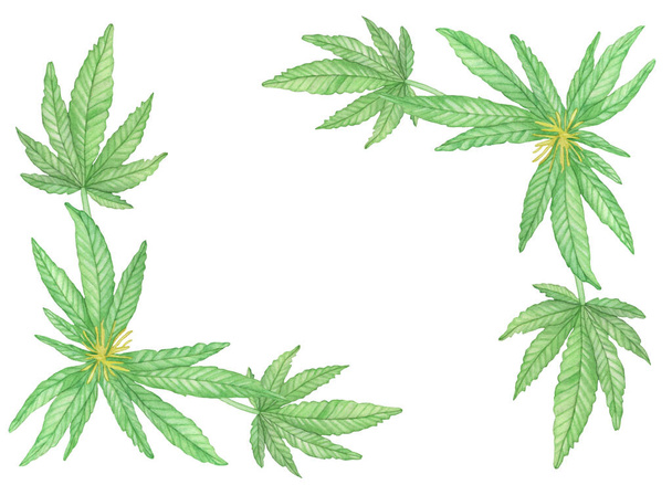 Marco decorativo de acuarela con grandes hojas de cáñamo de cannabis verde sobre fondo blanco - Foto, Imagen
