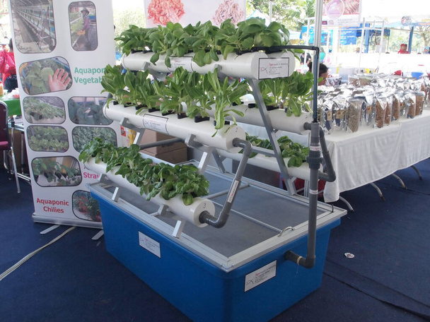 SERDANG, MALAYSIA-DECEMBER 06, 2017: Crop planted using the hydroponic technique. Урожай, поставляемый питательными веществами, используя воду в качестве среды.  - Фото, изображение