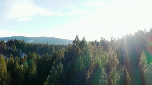 Piękny i spokojny las z górami w oddali - Materiał filmowy, wideo