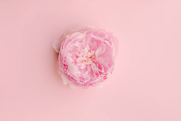 розовый пионский цветок на фоне пастели. вид сверху. - Фото, изображение