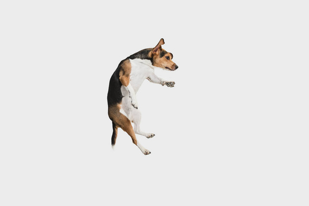 Muotokuva Viron Hound koira poseeraa eristetty valkoisella taustalla. - Valokuva, kuva