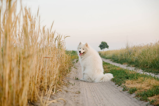 Samoyed dog running at the meadow. Nature, summer, white dog, happy fluffy dog. Dog playing - Zdjęcie, obraz