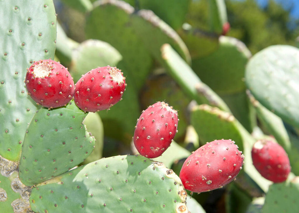 Detailní záběr kaktusového ovoce Prickly Pear na kaktusy. Plody pichlavých hrušek jsou jedlé, ale je třeba je opatrně oloupat, aby se odstranily drobné ostny na vnější slupce před konzumací. - Fotografie, Obrázek