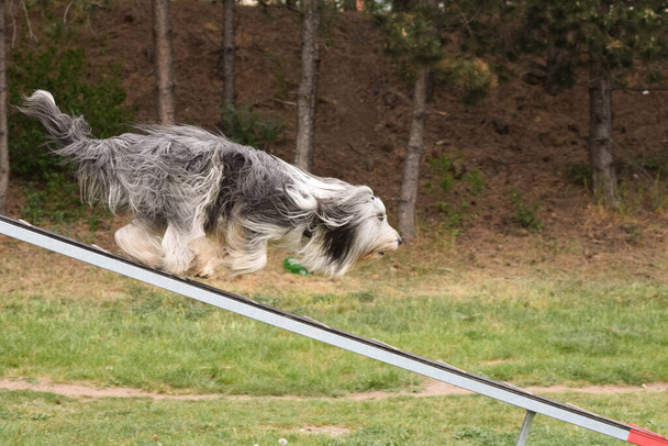Dog Bearded Collie in agility balance beam.  Amazing day on czech agility competition. They are middle expert it means A2. - Photo, Image
