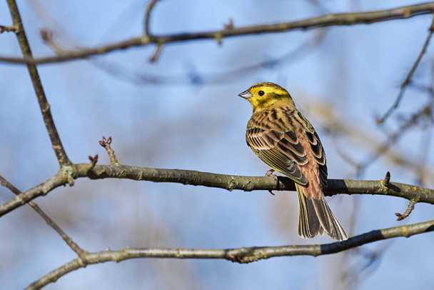 Uccello giallastro seduto su un ramo (Emberiza citrinella) - Foto, immagini