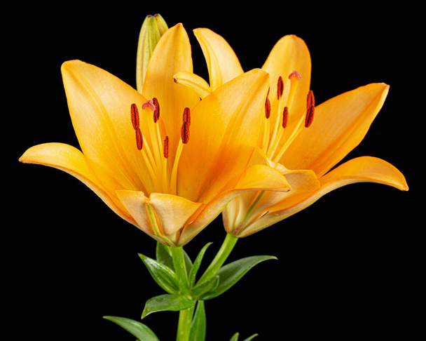 Orange flower of asian lily, isolated on black background - Photo, Image