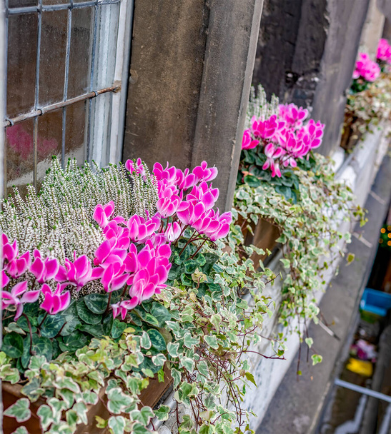 Enfoque selectivo en algunas flores rosadas bonitas en una maceta en la repisa de la ventana de un edificio antiguo e histórico - Foto, imagen