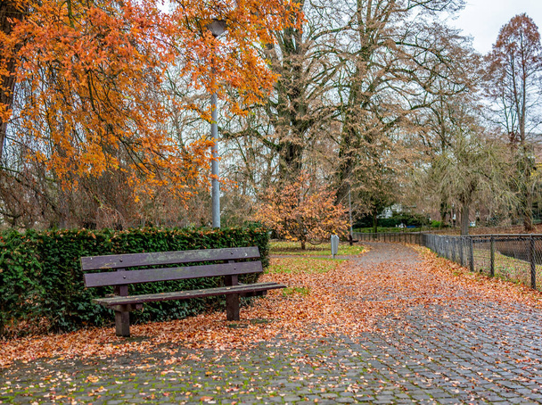 Banco de madeira vazio entre as folhas douradas no parque da cidade de Maastricht em um dia de inverno - Foto, Imagem