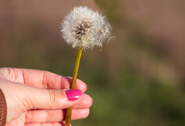 Fluffy dandelion flower in hand among the field. Young woman holds Dandelion in hand with pink manicure. Spring, background - Photo, Image
