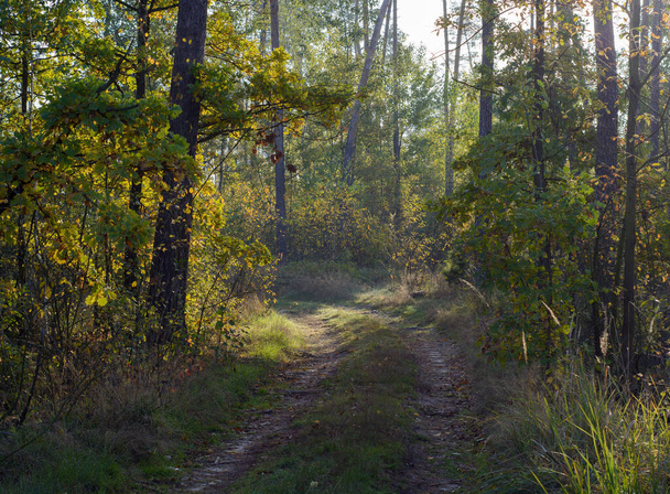 Podzimní krajina strom se žlutými podzimními listy - Fotografie, Obrázek
