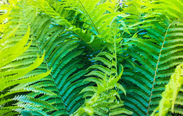 Зеленые листья папоротника крупного плана. Текстура папоротника в естественном ландшафте, макроснимок. Тропические джунгли, органический природный фон. Высокое качество фото - Фото, изображение