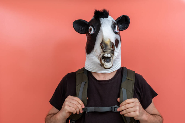 person disguised as a cow with a backpack slung on his back with pink background - Photo, Image