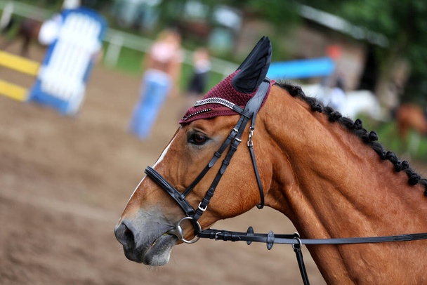 Retrato headshot perto de um belo cavalo esporte no evento show jumping. Visão lateral tiro na cabeça de um cavalo jumper show em backgroun natural - Foto, Imagem