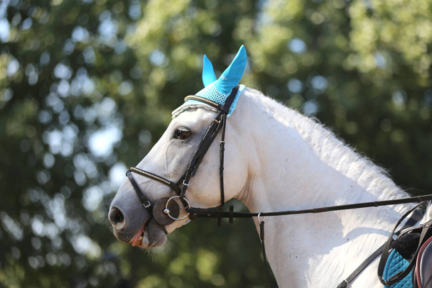 Unbekannter reitet bei Dressurpferdeprüfung auf Reiterhof Kopfschuss eines Dressurpferdes während eines Wettbewerbs - Foto, Bild