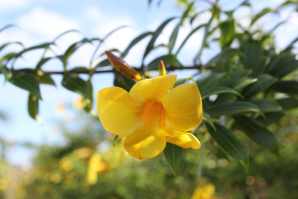 Flor de flores de natureza atraente na cor brilhante amarela  - Foto, Imagem