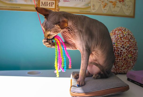 Egy gyönyörű szürke kanadai Szfinx macska játszik egy színes kisállat játék, ül ellen egy kék fal. Egy elegáns macska fogott játékot tart a mancsában, és rágja a zsákmányra koncentrál.. - Fotó, kép