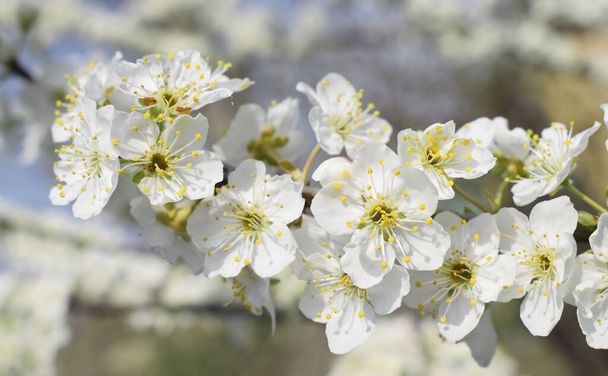 Blühender Zweig der Kirschpflaume auf einem verschwommenen Hintergrund des Obstgartens. Frühlingszeit. - Foto, Bild