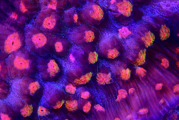 海洋水族館のカラフルなチャリスサンゴのマクロ写真 - 写真・画像