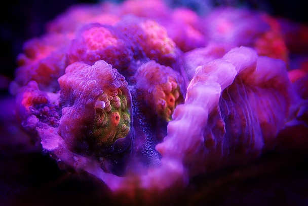 Makrofotografie auf farbenfrohen Kelchkorallen im Meerwasseraquarium - Foto, Bild
