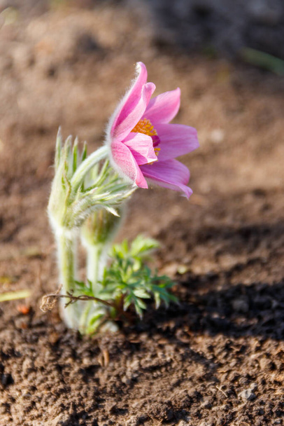 Itä pasqueflower (Pulsatilla patentit), joka tunnetaan myös nimellä Prairie Crocus, cutleaf anemone, rock lilja - Valokuva, kuva