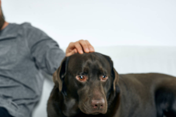 homem em casa no sofá com seu cão descansando treinamento amizade - Foto, Imagem