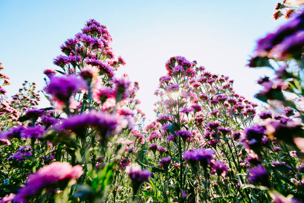 Purple cutter aster or margaret flowers garden fields at Chiang Mai, Thailand - Photo, Image